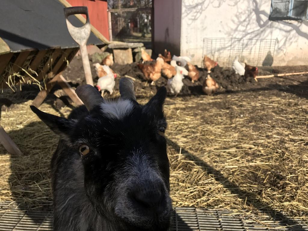 Aeventyrsgardens Vandrarhem, Kinnekulle Källby المظهر الخارجي الصورة